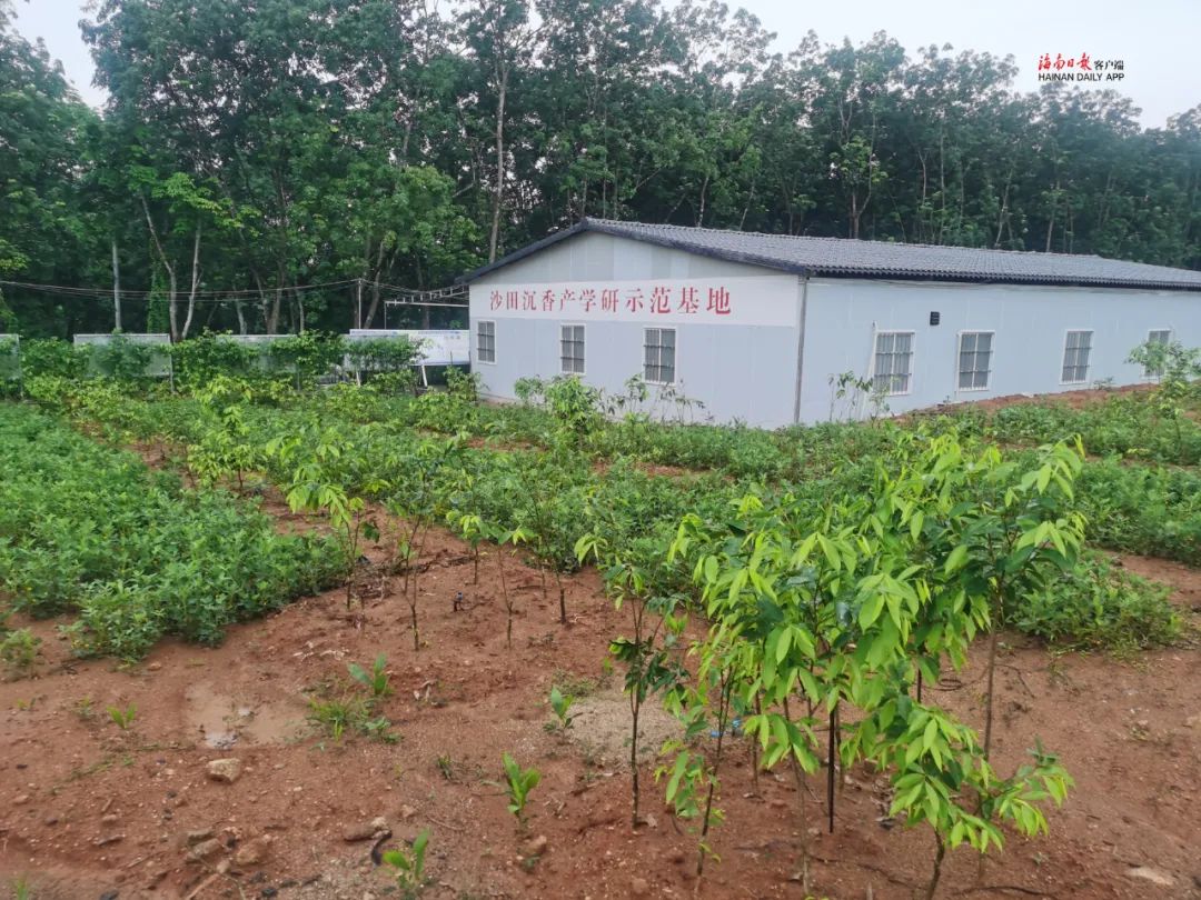 1695566444559633.jpg 1695566444559633.jpg